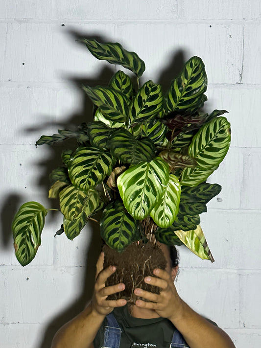 Calathea makoyana