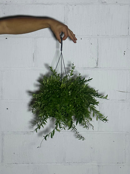 Aeschynanthus Japhrolepis