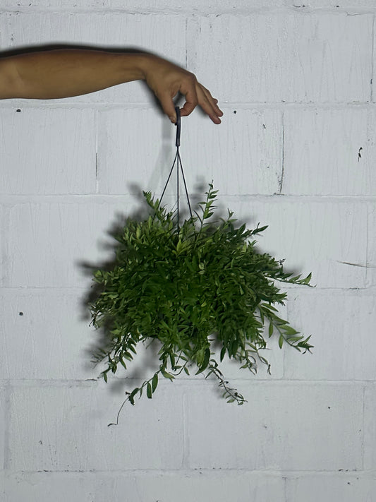 Aeschynanthus Japhrolepis