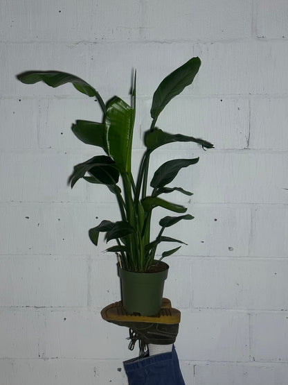 Strelitzia nicolai (L)