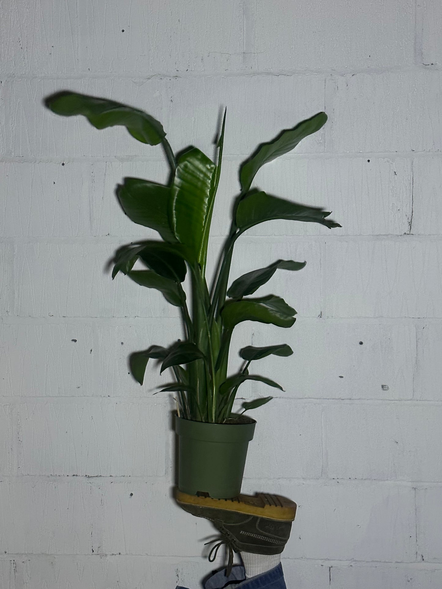 Strelitzia nicolai (L)