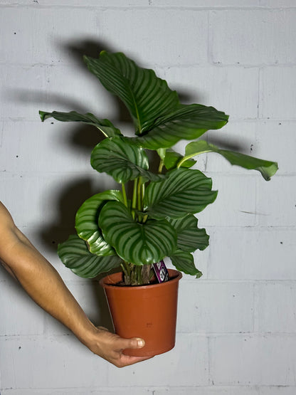 Calathea Orbifolia