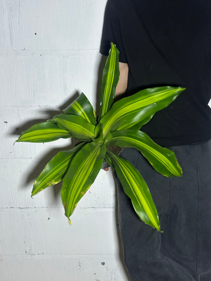 Dracaena Burley