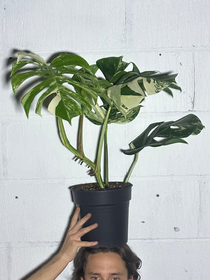 Monstera variegata