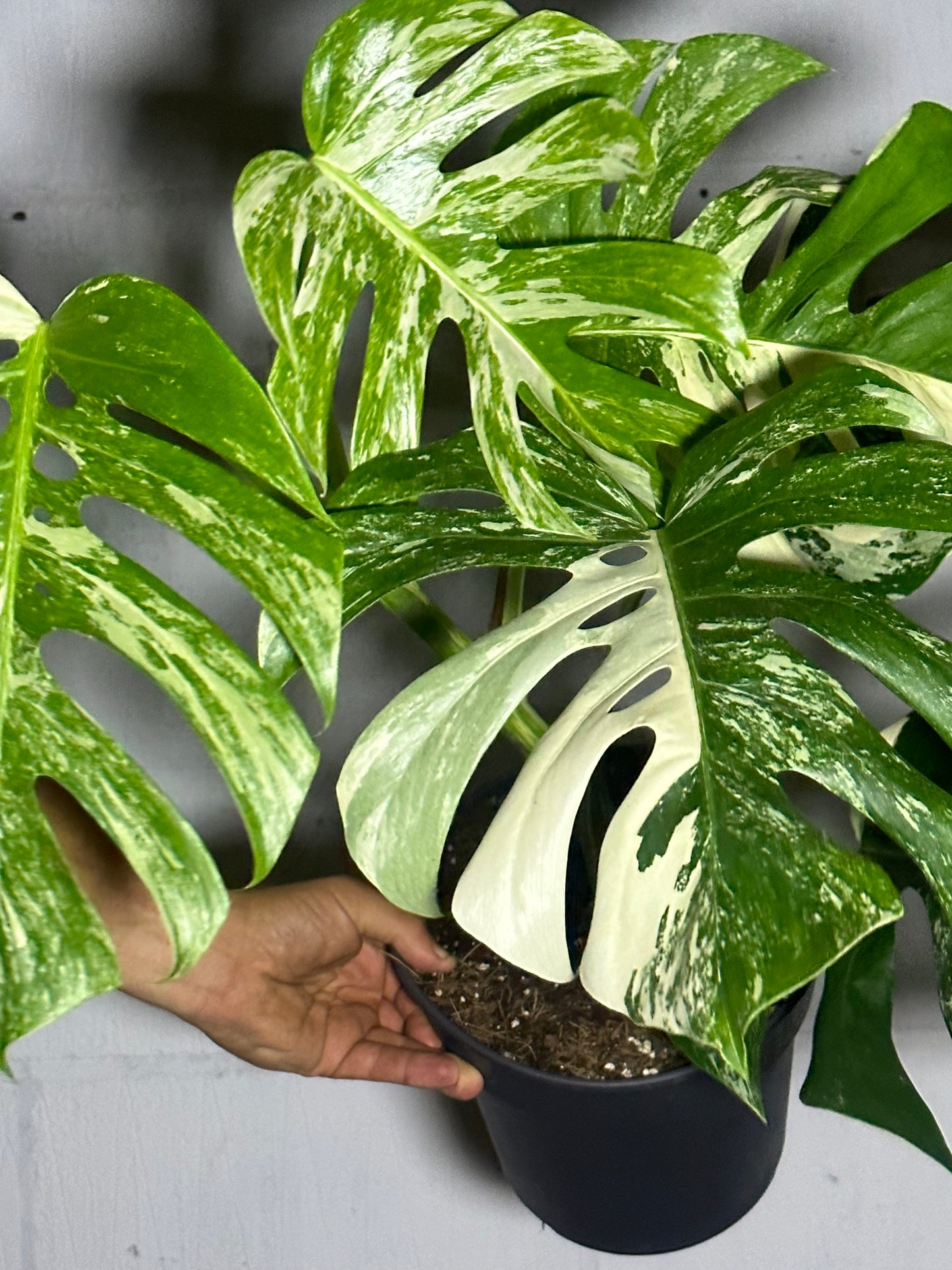 Monstera variegata