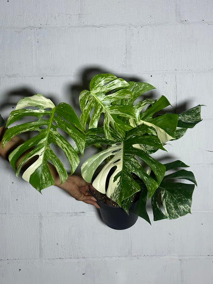 Monstera variegata