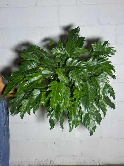 Philodendron xanadu