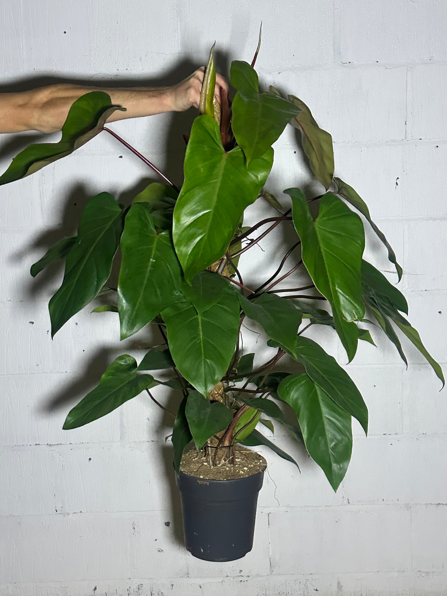 Philodendron red emerald