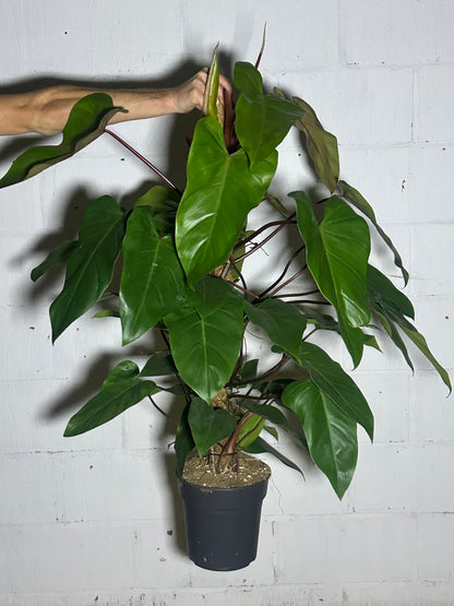 Philodendron red emerald