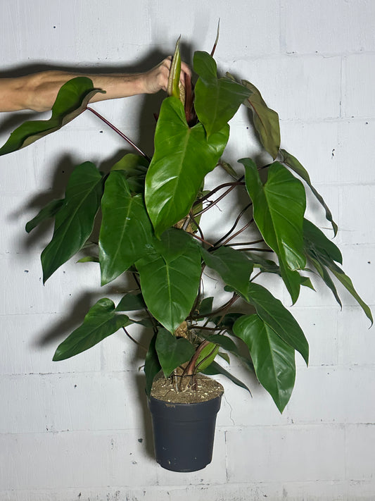 Philodendron red emerald