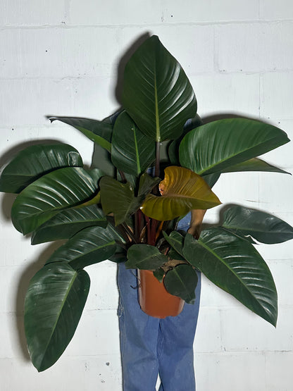 Philodendron congo red