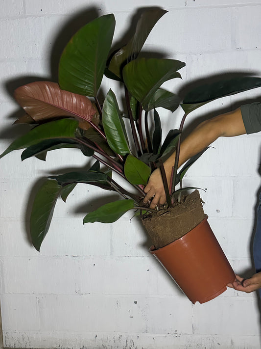 Philodendron congo red