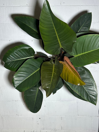 Philodendron congo red