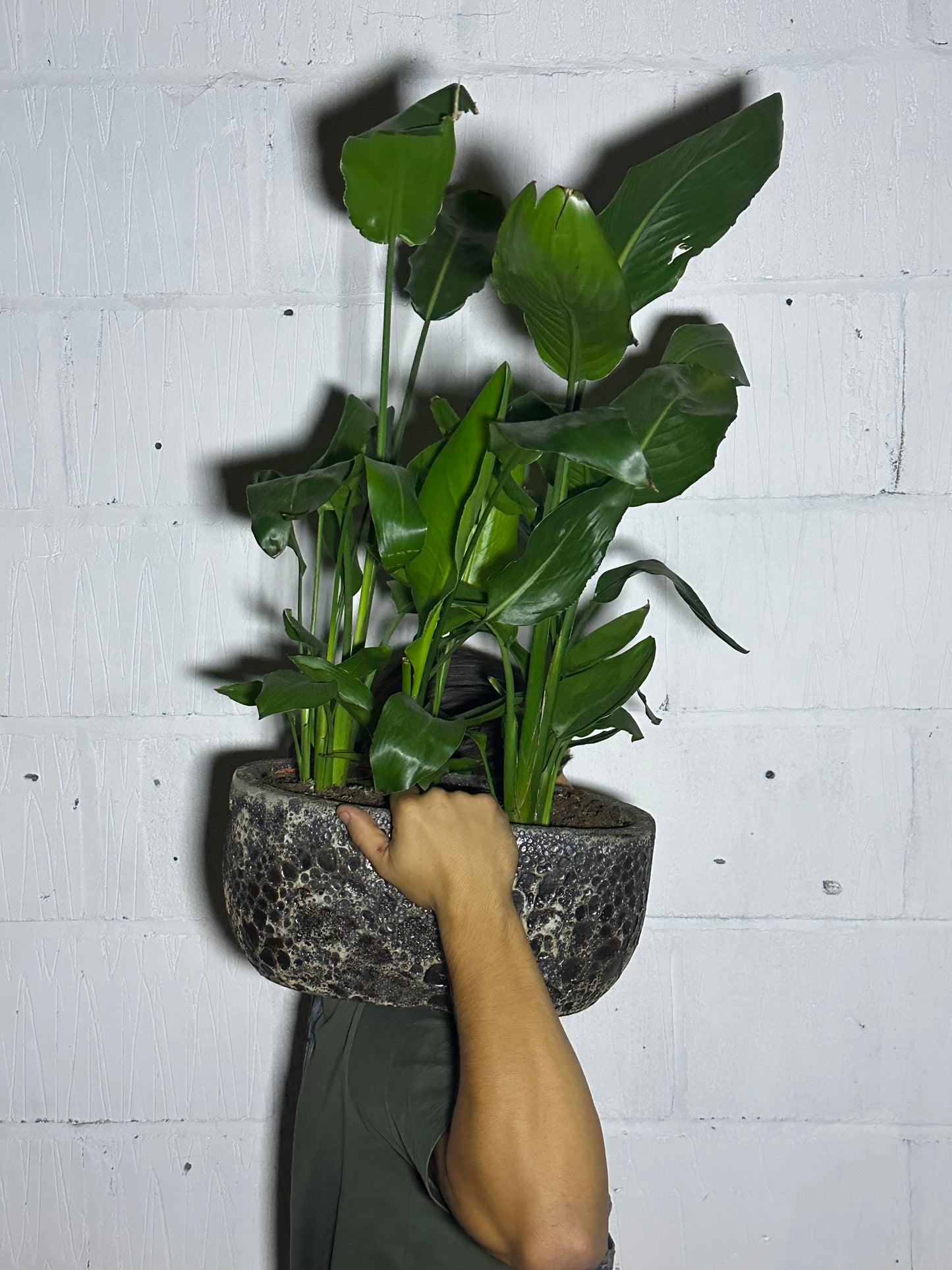 Strelitzia nicolai (L)