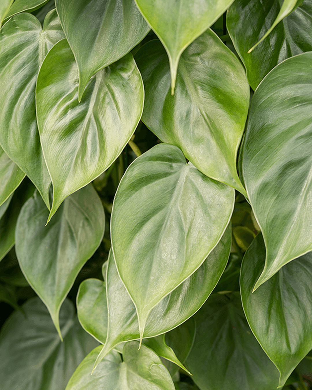 Philodendron Scandens