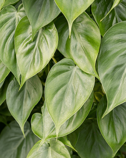 Philodendron Scandens