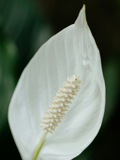 Spathiphyllum sweet Lauretta