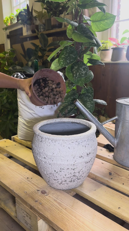 Potting Service - Indoor Plants