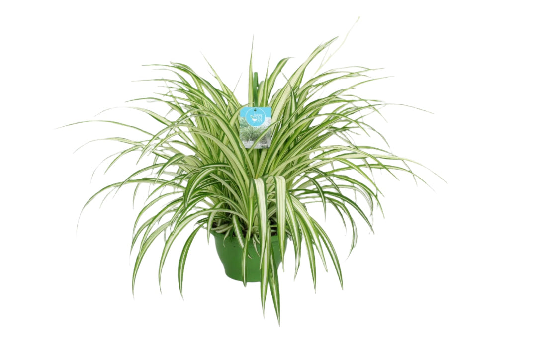 Chlorophytum vittatum