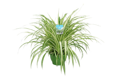 Chlorophytum vittatum